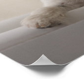 Jack russell Terrier. Poster (Ecke)