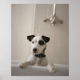 Jack russell Terrier. Poster