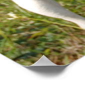 Jack Russell Terrier Poster (Ecke)