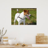 Jack Russell Terrier Poster (Küche)