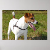 Jack Russell Terrier Poster (Vorne)