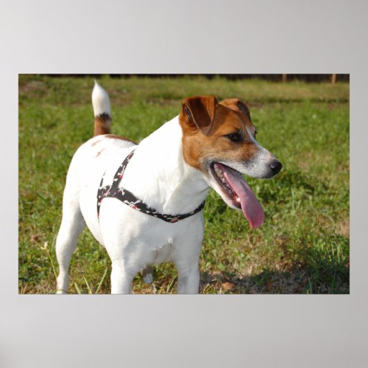 Jack Russell Terrier Poster (Vorne)