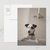 Jack russell Terrier. Postkarte (Vorne/Hinten)