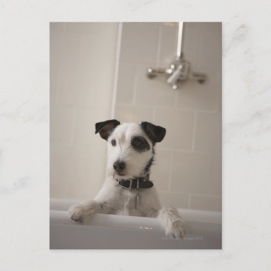 Jack russell Terrier. Postkarte (Vorderseite)