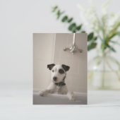 Jack russell Terrier. Postkarte (Stehend Vorderseite)