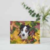 Jack Russell Terrier Postkarte (Stehend Vorderseite)