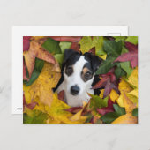 Jack Russell Terrier Postkarte (Vorne/Hinten)
