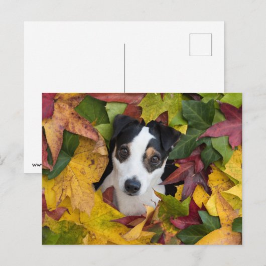 Jack Russell Terrier Postkarte (Vorne/Hinten)
