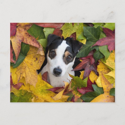 Jack Russell Terrier Postkarte (Vorderseite)