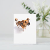 Jack Russell Terrier Postkarte (Stehend Vorderseite)