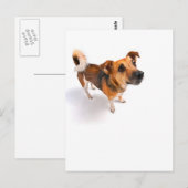 Jack Russell Terrier Postkarte (Vorne/Hinten)