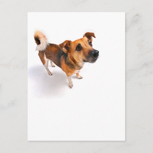Jack Russell Terrier Postkarte (Vorderseite)