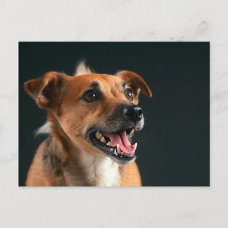Jack Russell Terrier Postkarte
