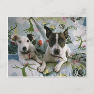 Jack Russell Terrier Postkarte
