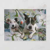 Jack Russell Terrier Postkarte (Vorderseite)