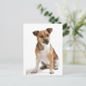 Jack Russell Terrier Postkarte (Stehend Vorderseite)