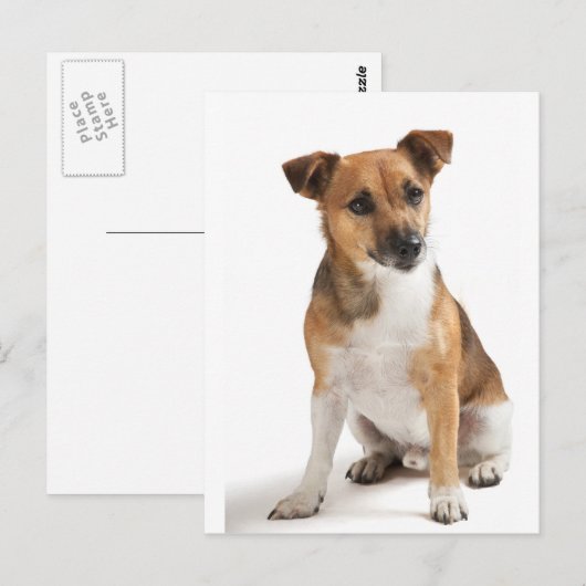 Jack Russell Terrier Postkarte (Vorne/Hinten)