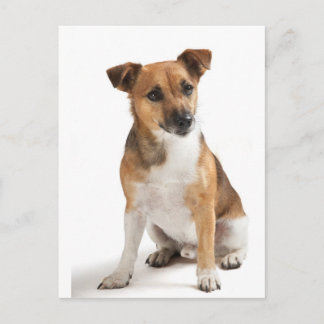 Jack Russell Terrier Postkarte