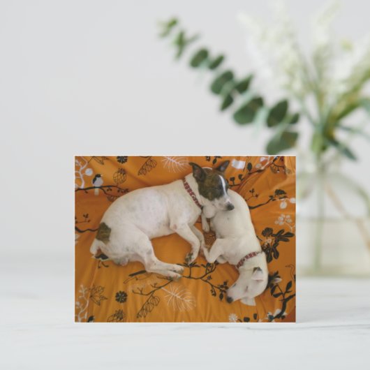 Jack Russell Terrier Postkarte (Stehend Vorderseite)