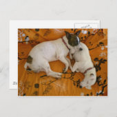 Jack Russell Terrier Postkarte (Vorne/Hinten)