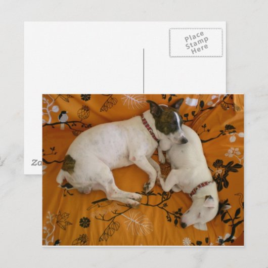 Jack Russell Terrier Postkarte (Vorne/Hinten)
