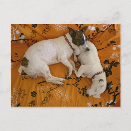Jack Russell Terrier Postkarte (Vorderseite)