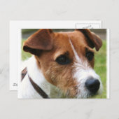 Jack Russell Terrier Postkarte (Vorne/Hinten)