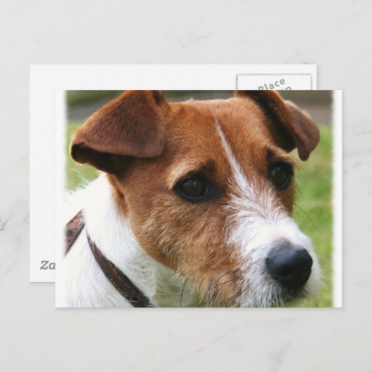 Jack Russell Terrier Postkarte (Vorne/Hinten)