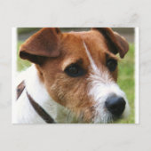 Jack Russell Terrier Postkarte (Vorderseite)