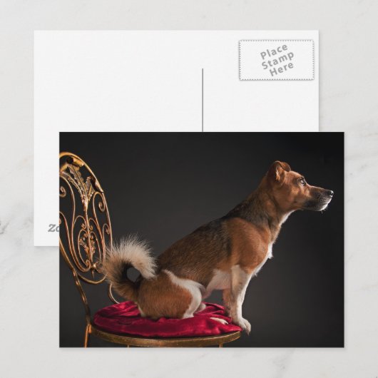 Jack Russell Terrier Postkarte (Vorne/Hinten)