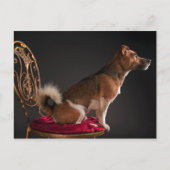 Jack Russell Terrier Postkarte (Vorderseite)