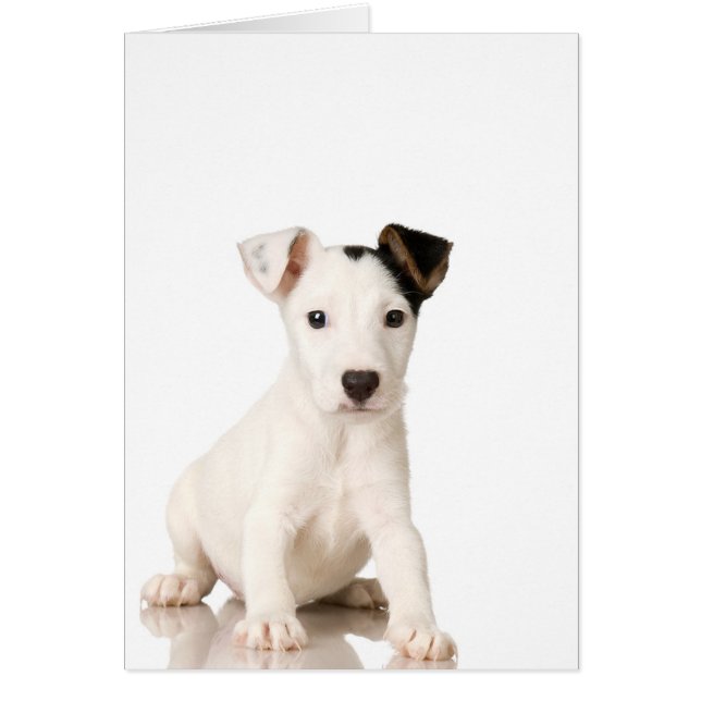 Jack Russell Terrier Puppy (Vorne)