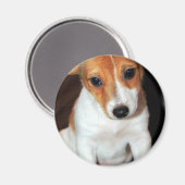 Jack Russell Terrier Puppy Dog Magnet (Vorderseite/Rückseite)
