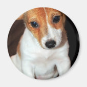Jack Russell Terrier Puppy Dog Magnet (Vorne)