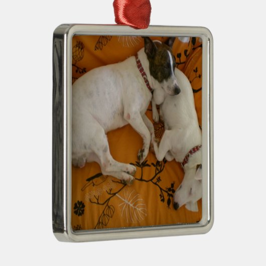 Jack Russell Terrier Silbernes Ornament (Rechts)