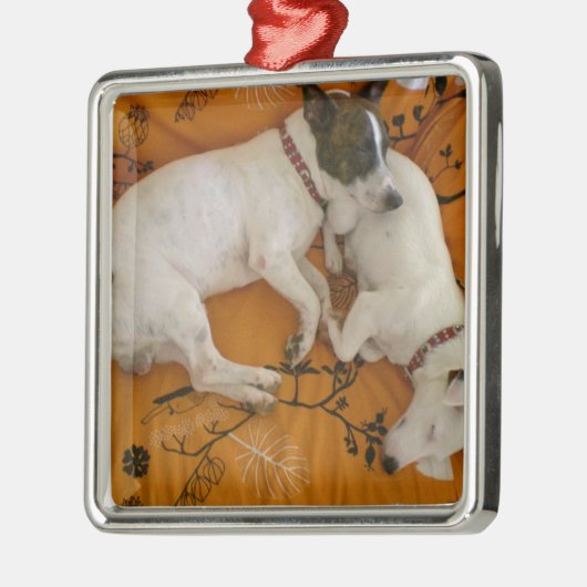 Jack Russell Terrier Silbernes Ornament (Links)