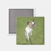 Jack Russell Terrier Springen, erhöhte Sicht Magnet (Vorderseite/Rückseite)