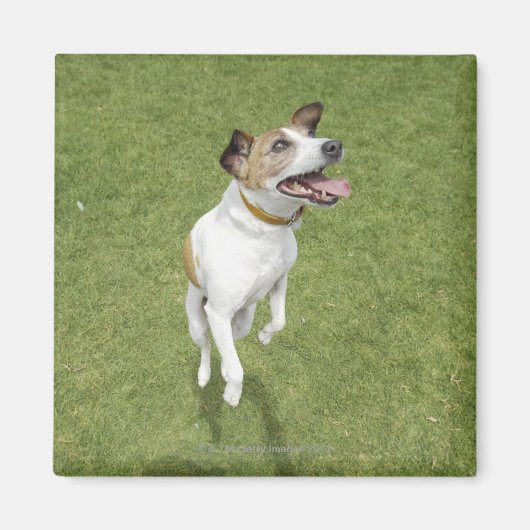 Jack Russell Terrier Springen, erhöhte Sicht Magnet (Vorne)