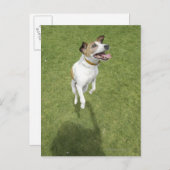Jack Russell Terrier Springen, erhöhte Sicht Postkarte (Vorne/Hinten)