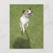 Jack Russell Terrier Springen, erhöhte Sicht Postkarte (Vorderseite)