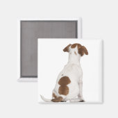 Jack Russell Terrier Welpe (3 Monate alt) Magnet (Vorderseite/Rückseite)