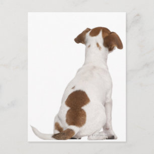 Jack Russell Terrier Welpe (3 Monate alt) Postkarte