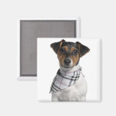 Jack Russell Terrier Welpe (4 Monate alt) Magnet (Vorderseite/Rückseite)