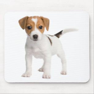 Jack Russell Terrier Welpe Brown and White Hund Mousepad