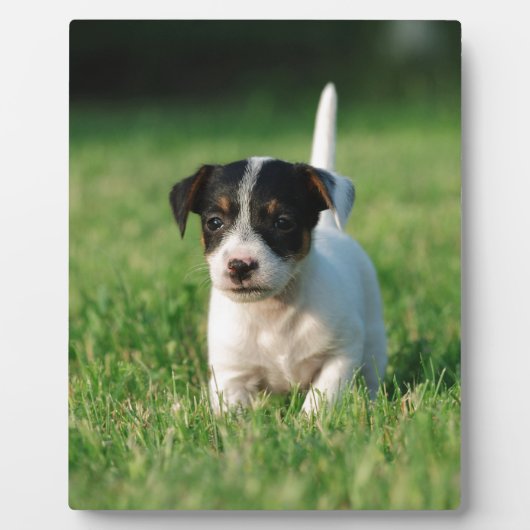 Jack Russell Terrier Welpe Fotoplatte (Vorderseite)