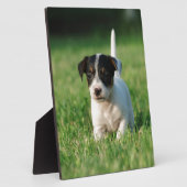 Jack Russell Terrier Welpe Fotoplatte (Seite)