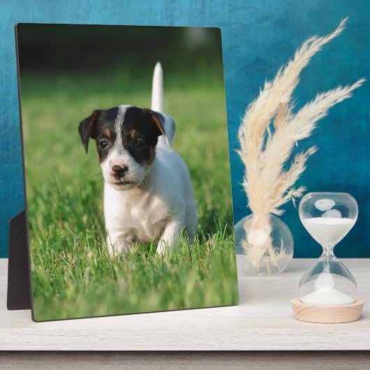 Jack Russell Terrier Welpe Fotoplatte (Seite)