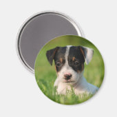 Jack Russell Terrier Welpe Magnet (Vorderseite/Rückseite)