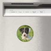 Jack Russell Terrier Welpe Magnet (In Situ (Geschirrspüler))