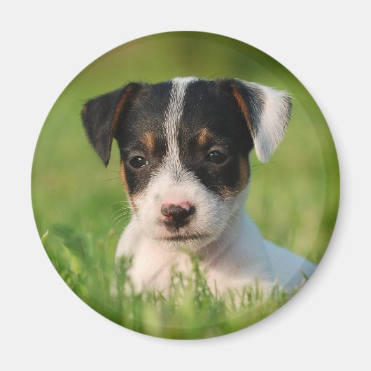 Jack Russell Terrier Welpe Magnet (Vorne)